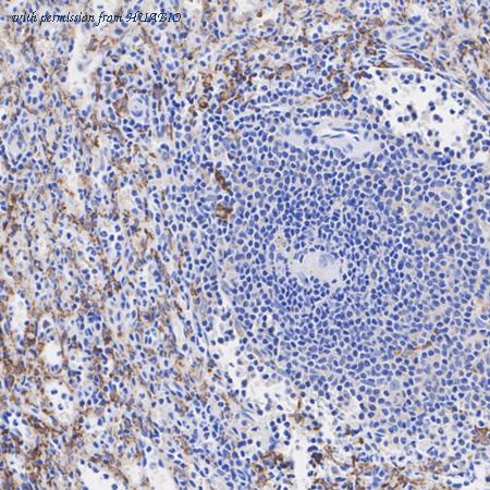 HUABIO HA750412 image 3