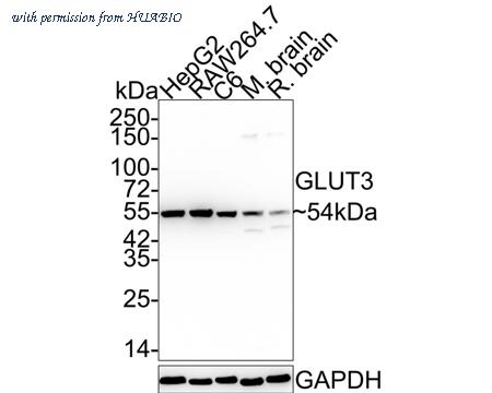 HUABIO HA750416 image 1