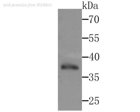 HUABIO HA750423 image 2