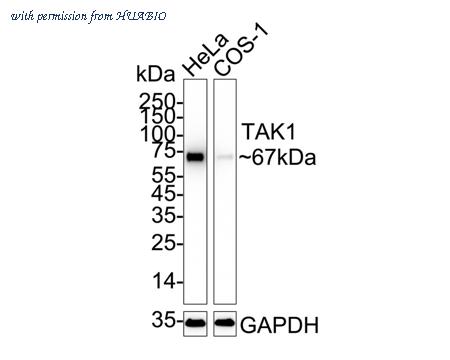 HUABIO HA750424 image 3
