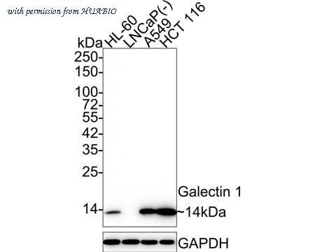 HUABIO HA750441 image 1