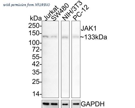 HUABIO HA750442 image 1