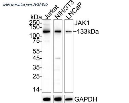 HUABIO HA750442 image 2