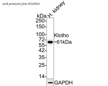 HUABIO HA750445 image 1