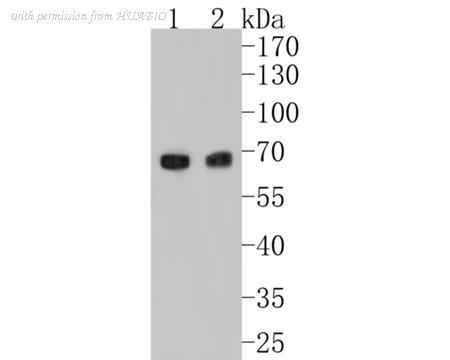 HUABIO HA750445 image 2