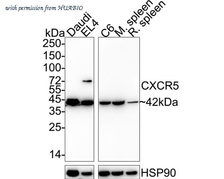 HUABIO HA750463 image 1
