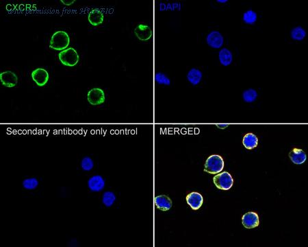 HUABIO HA750463 image 2