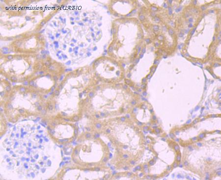 HUABIO HA750463 image 3