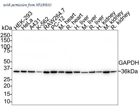 HUABIO HA750478 image 1