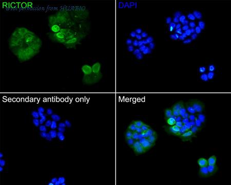 HUABIO HA750483 image 2