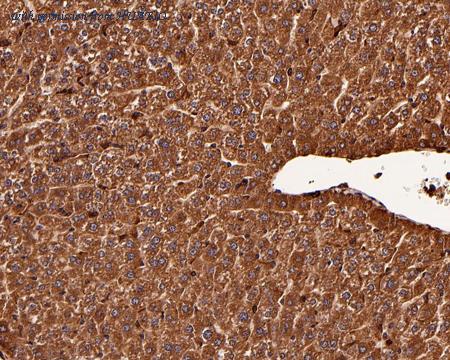 HUABIO HA750484 image 2