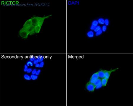 HUABIO HA750484 image 3