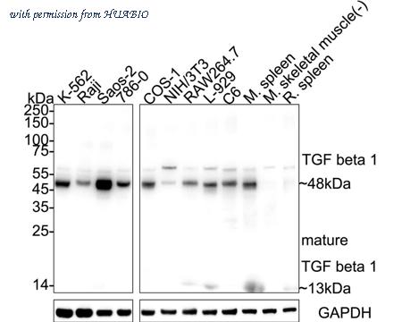 HUABIO HA750485 image 1