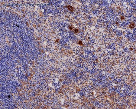 HUABIO HA750485 image 3