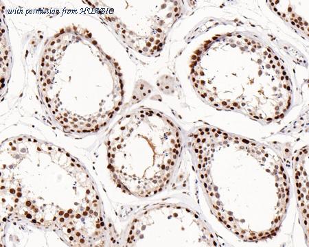 HUABIO HA750509 image 3