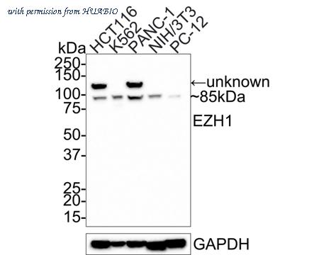 HUABIO HA750521 image 1