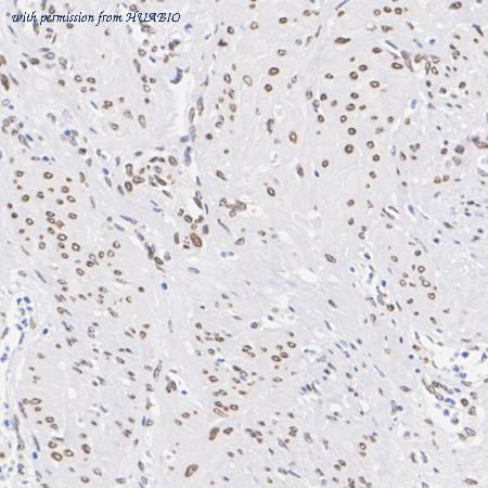 HUABIO HA750530 image 3