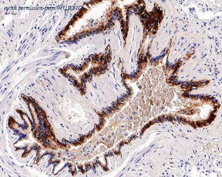 HUABIO HA750533 image 2