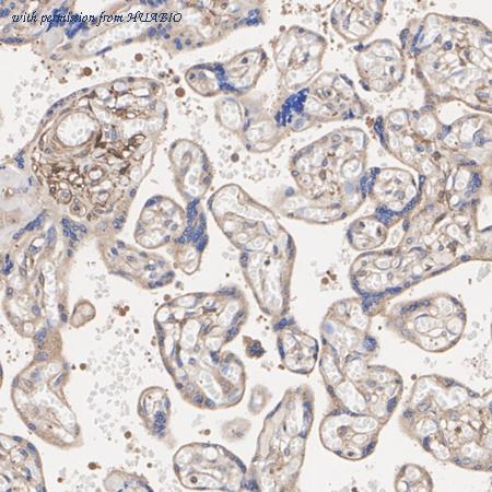 HUABIO HA750540 image 2