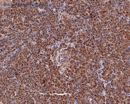 HUABIO HA750551 image 1