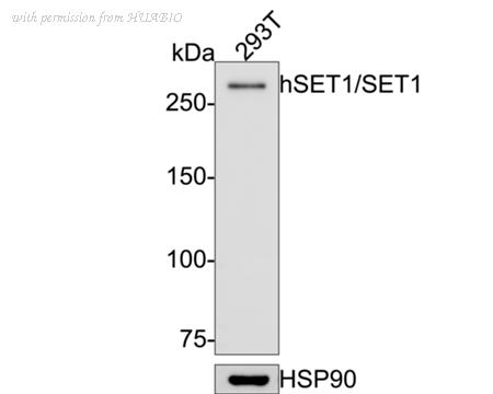 HUABIO HA750556 image 1