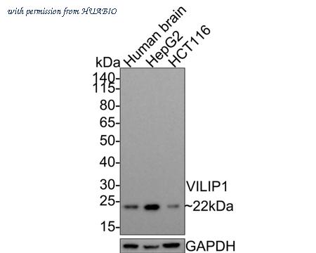 HUABIO HA750577 image 1
