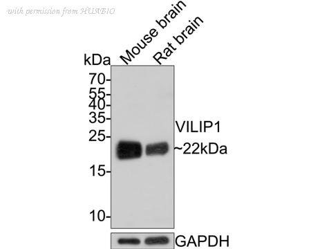 HUABIO HA750577 image 2