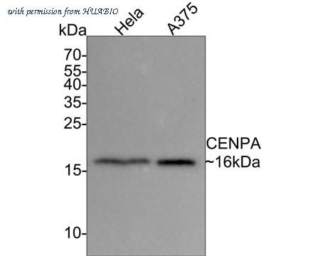 HUABIO HA750578 image 1