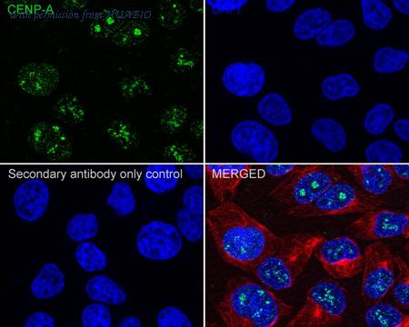 HUABIO HA750578 image 2