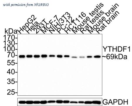 HUABIO HA750597 image 1