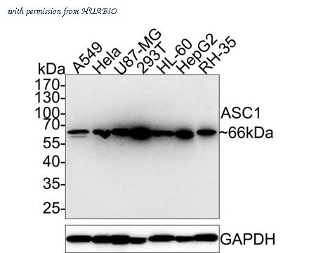 HUABIO HA750600 image 1