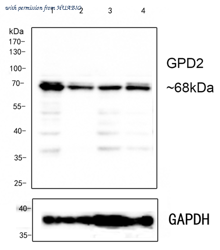 HUABIO HA750605 image 1