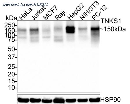 HUABIO HA750628 image 1