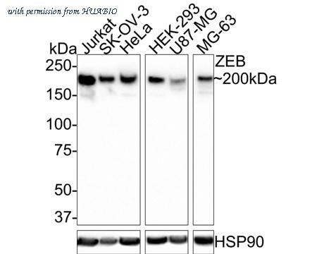 HUABIO HA750638 image 1