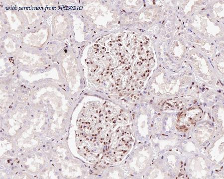 HUABIO HA750638 image 3