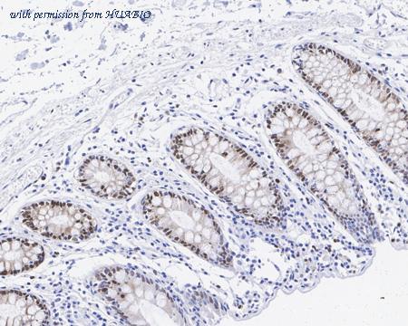 HUABIO HA750639 image 3