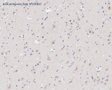 HUABIO HA750646 image 3