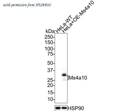 HUABIO HA750650 image 1