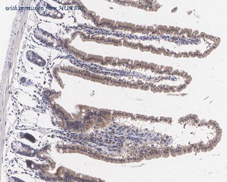 HUABIO HA750650 image 2