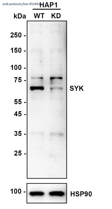 HUABIO HA750655 image 2