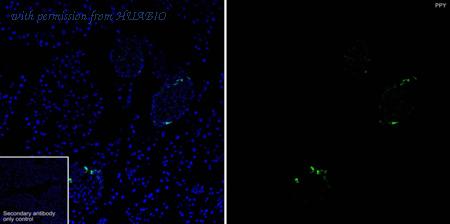 HUABIO HA750664 image 3