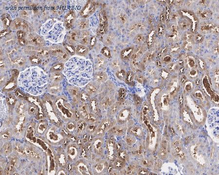 HUABIO HA750670 image 3