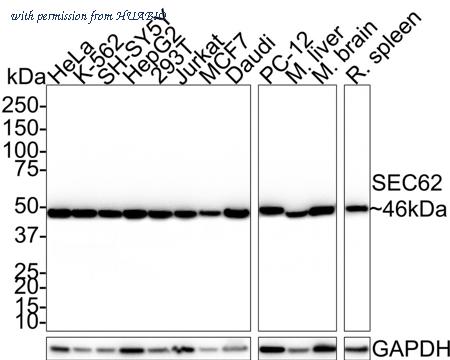 HUABIO HA750671 image 1