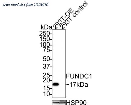 HUABIO HA750672 image 1