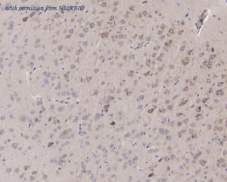 HUABIO HA750672 image 3