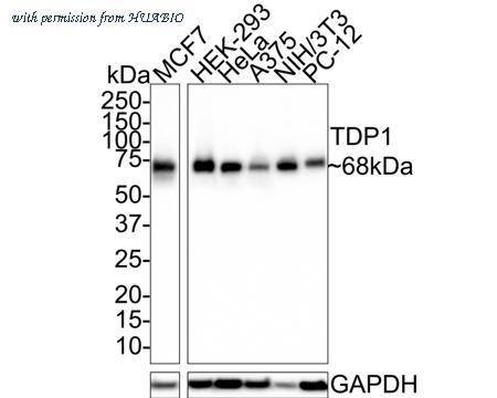 HUABIO HA750673 image 1