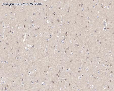 HUABIO HA750673 image 2