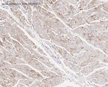 HUABIO HA750674 image 2