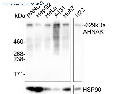 HUABIO HA750687 image 1