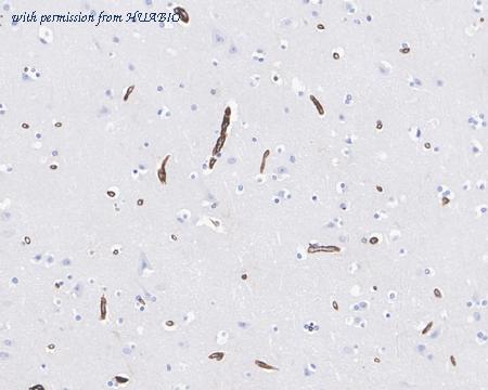 HUABIO HA750687 image 2